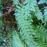 Polypodium vulgare Лист