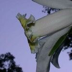 Sobralia chrysostoma Flor