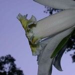 Sobralia chrysostoma 花