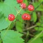 Actaea rubra Frukt