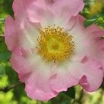 Rosa roxburghii Flower
