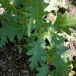 Solanum triflorum Blad