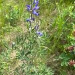 Lupinus sericeus Çiçek