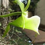Angraecum eichlerianum Blomst