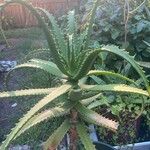 Aloe arborescensList