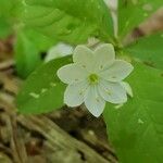 Lysimachia europaea Blomma