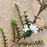 Leucopogon microphyllus