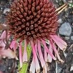 Echinacea pallida Květ