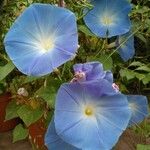 Ipomoea tricolor 花