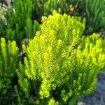 Erica azorica Fuelha