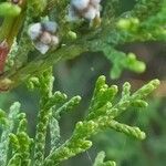 Juniperus phoenicea Лист