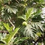 Artocarpus altilis ഇല