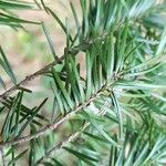 Pseudotsuga menziesii Levél