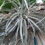 Tillandsia pohliana 葉