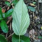 Flemingia strobilifera Blad