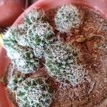 Mammillaria decipiens Corteccia