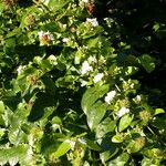 Jasminum sambac Leaf