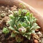 Sempervivum minutum Hoja