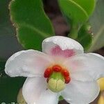 Clusia minor Flor