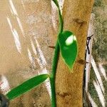Vanilla planifolia Levél