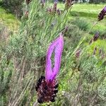 Lavandula pedunculata Blüte