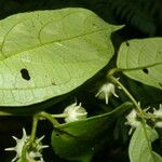 Lycianthes pauciflora Fruct