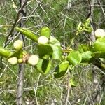 Prunus subcordata Hoja
