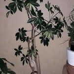 Schefflera abyssinica Кора