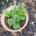 Salvia lyrata Leaf