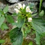 Galeopsis tetrahit Flower