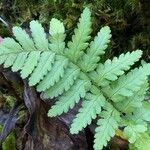 Dryopteris cristata List