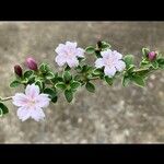 Buchozia japonica Flor