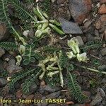 Astragalus depressus Costuma