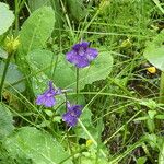 Pinguicula grandiflora Fula