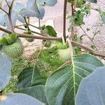 Datura inoxia Fruit