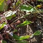 Limonium narbonense Fulla