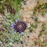 Salvia columbariaeFlower