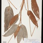 Ischnosiphon puberulus Hoja