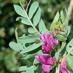 Vicia pannonica Deilen