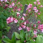 Weigela florida Blomst