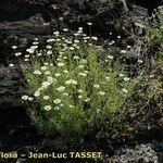 Leucanthemum monspeliense Habit