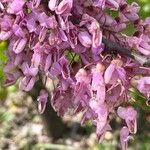 Cercis racemosa Flor