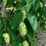 Carpinus japonica Leaf