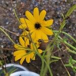 Helianthus angustifolius ᱛᱟᱦᱮᱸ