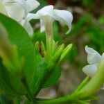 Jasminum simplicifolium Flower