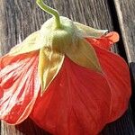 Callianthe picta Flor