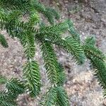 Abies nordmanniana ഇല