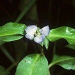 Commelina virginica Λουλούδι
