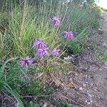 Liatris cylindracea Buveinė