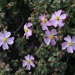 Cistus parviflorus Цветок